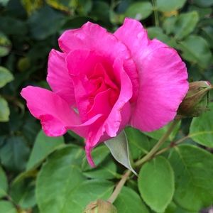 Meet your Posher, Suzanne